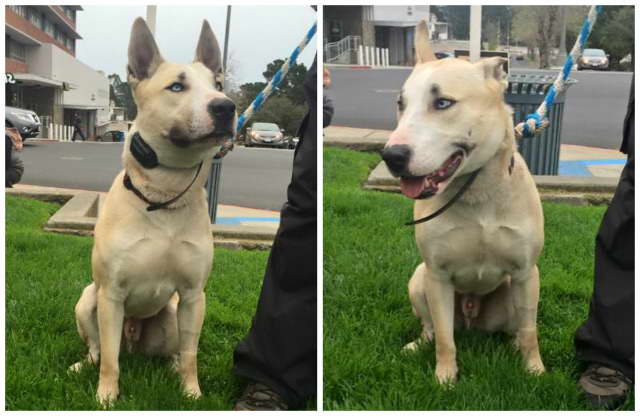 Husky Terrier Mix