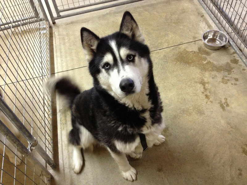 Husky To Adopt