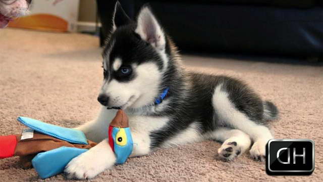 Husky Toy Puppies