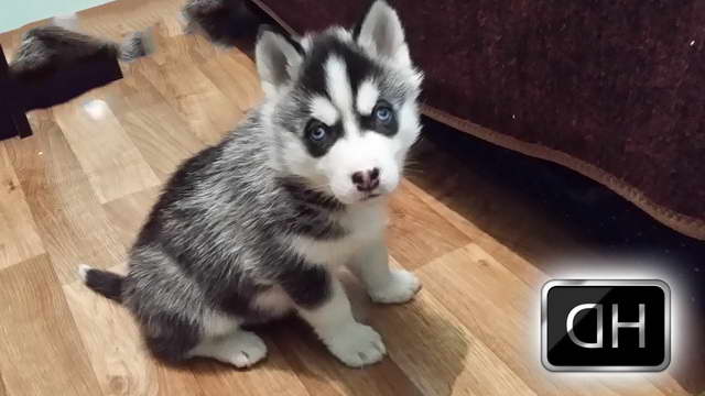 Husky Toy