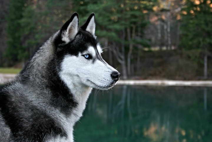 Husky Traits And Behaviors