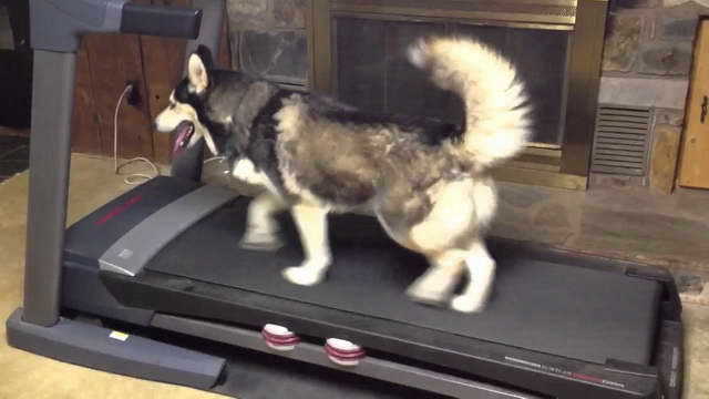 Husky Treadmill