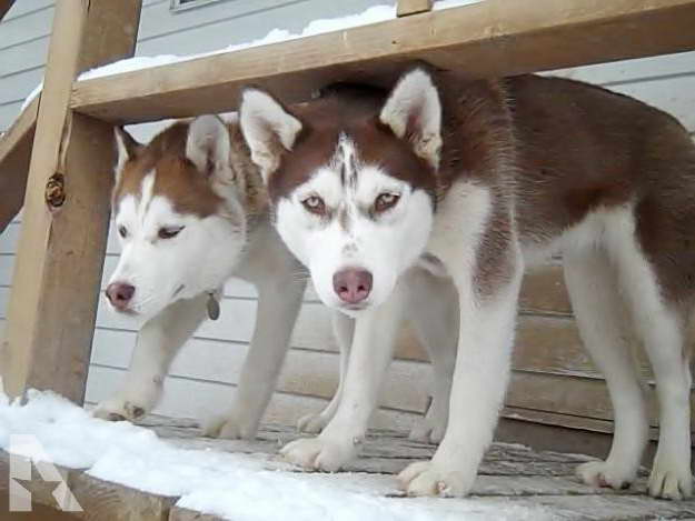 Husky Utah