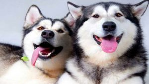 Husky Videos Youtube