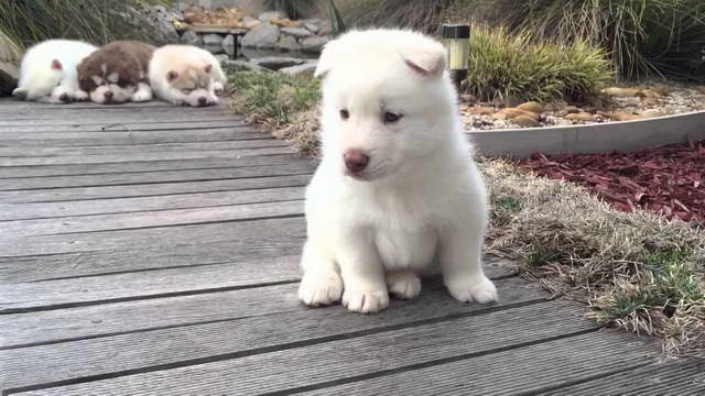 Husky White Puppy