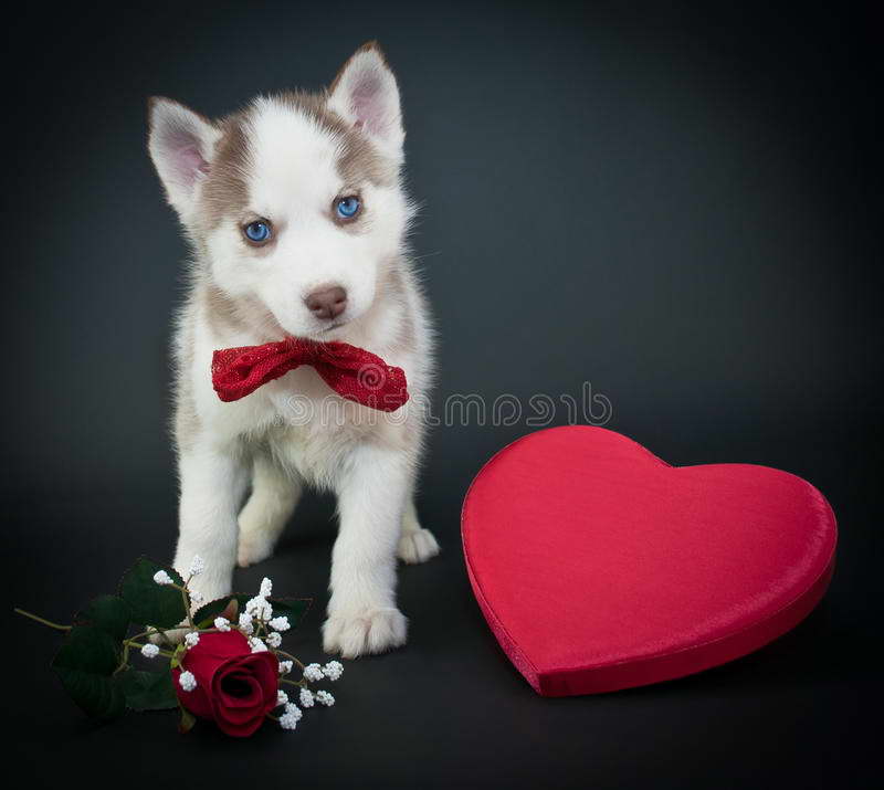 Husky With A Heart