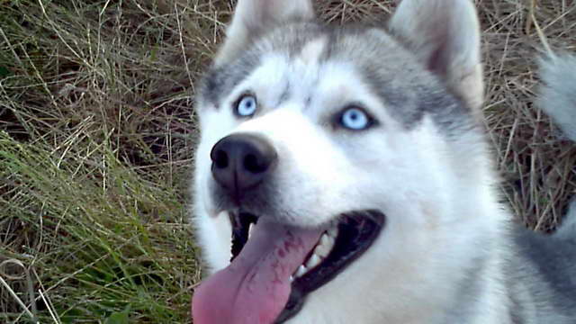Husky With Blue Eyes