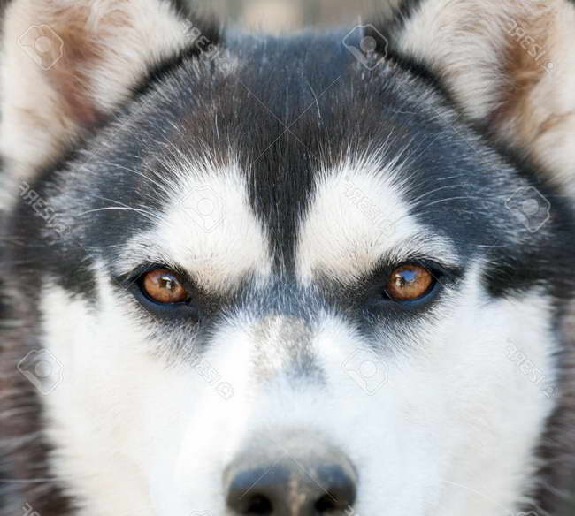 Husky With Brown Eyes