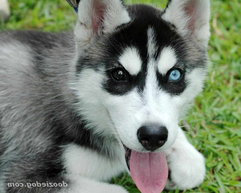 Husky With Different Colored Eyes For Sale