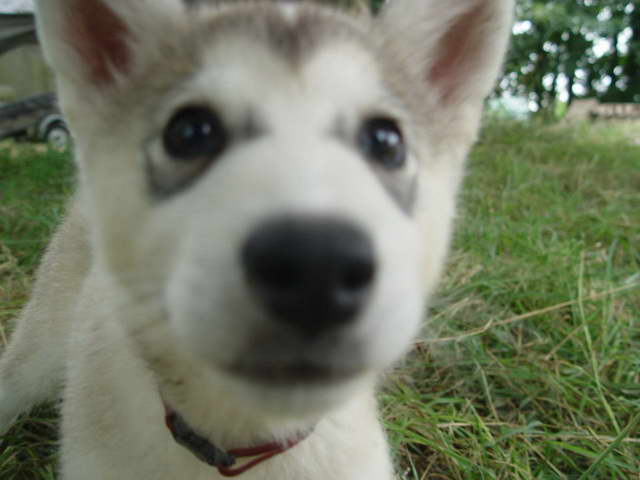 Husky Wolf Dogs For Sale