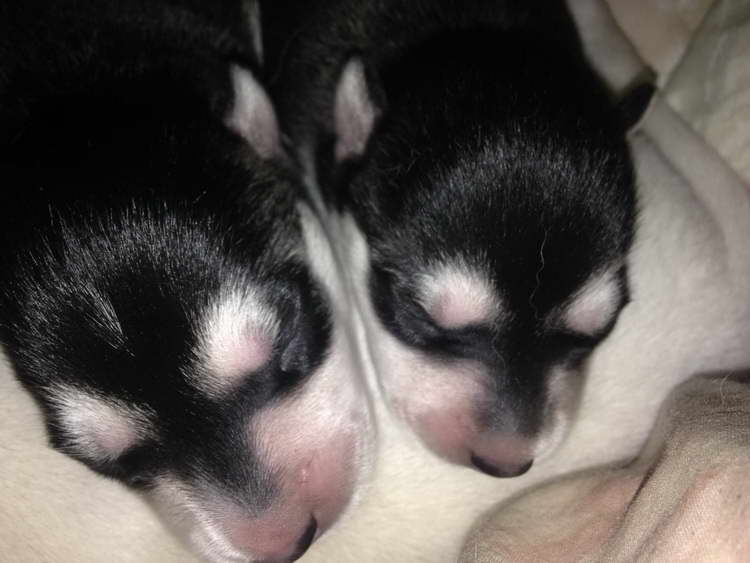 Husky Wolf Hybrid Puppies