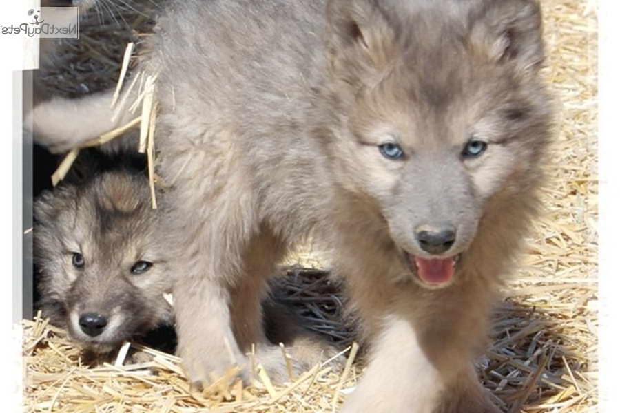 Husky Wolf Mix Puppies For Sale