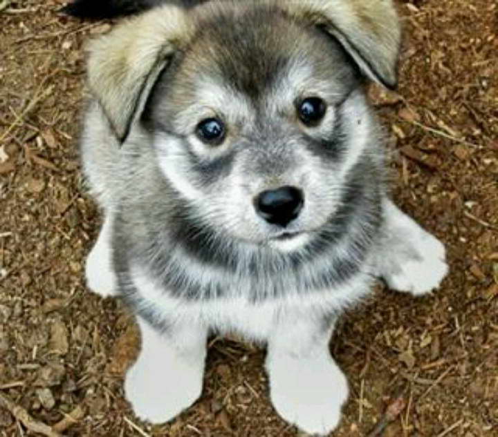 Husky Wolf Mix Puppy PETSIDI