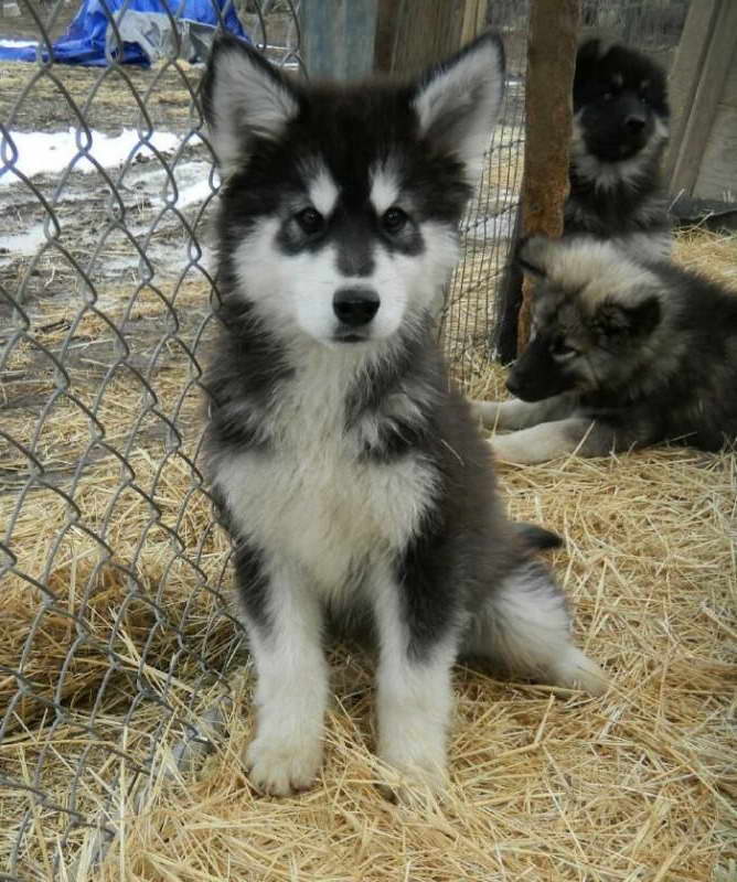 Husky Wolf Puppies | PETSIDI