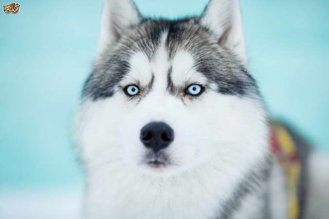 Husky Wolf