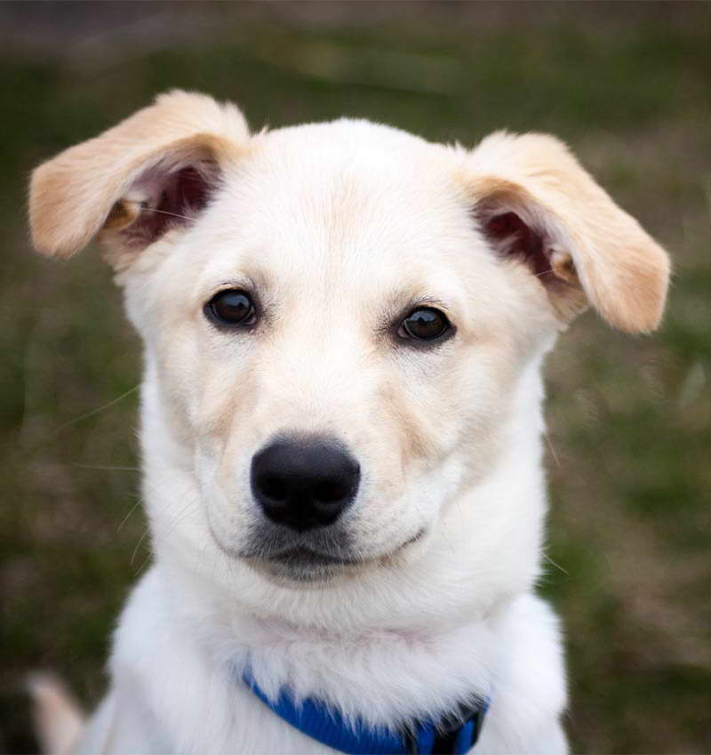 Husky Yellow Lab Mix