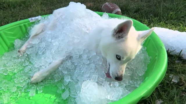 Ice Husky