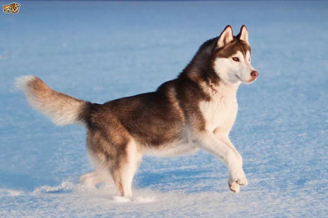 Information On Husky Dog