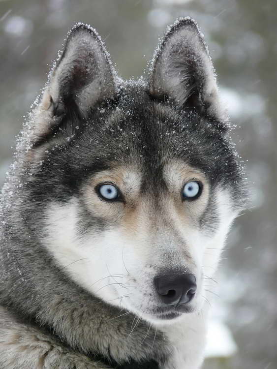 Information On Husky