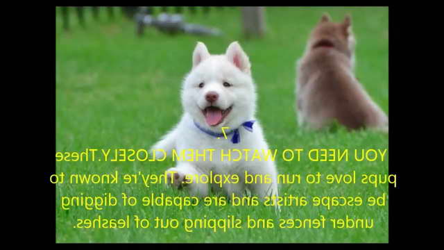 Interesting Facts About Husky