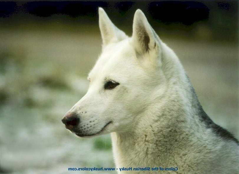 Isabella White Husky