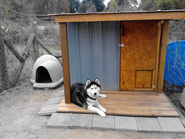 Kennel For Husky