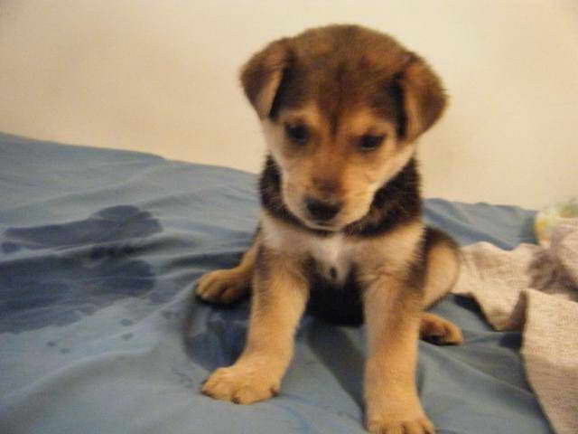 Lab Husky Mix Puppies Sale