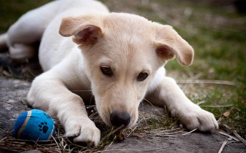 Lab Husky Puppy