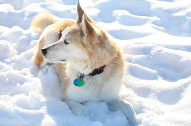 Labrador Husky