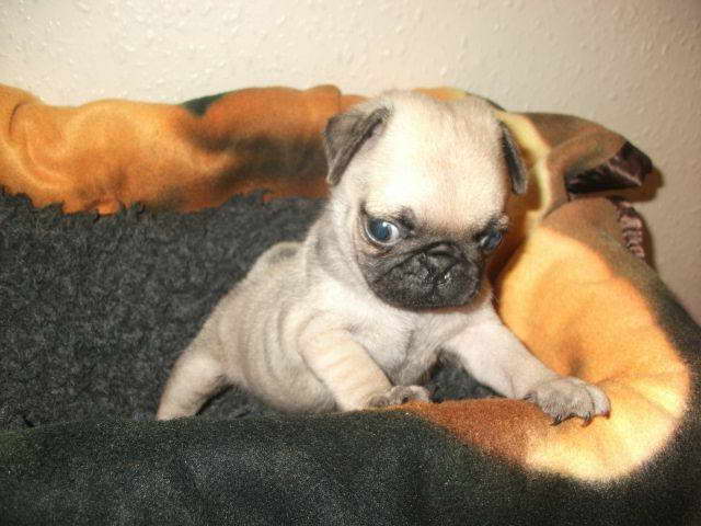 How Much Are Pug Puppies To Buy