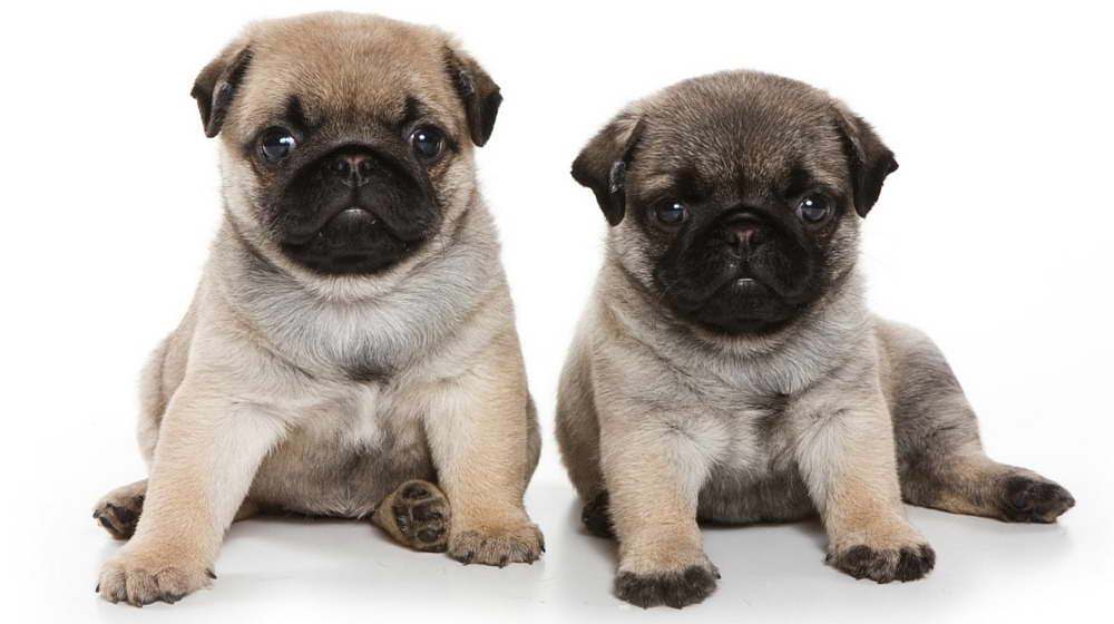 How Much Are Pug Puppies