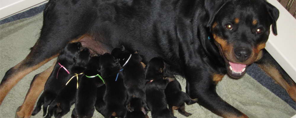 How Much Are Rottweiler Puppies Worth