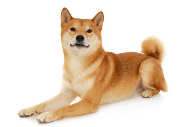 How Much Are Shiba Inu Dogs