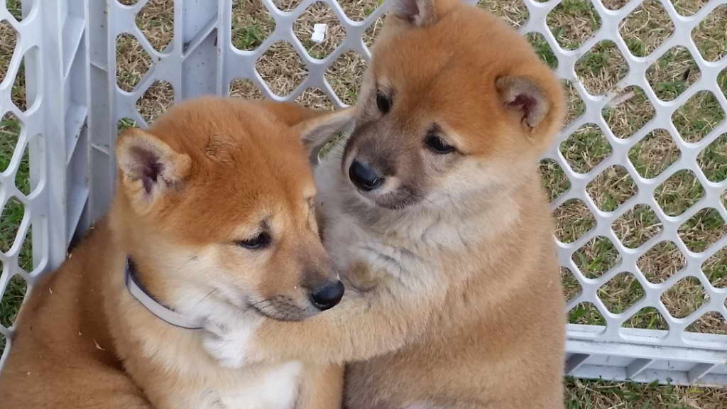 How Much Are Shiba Inu Puppies Usa