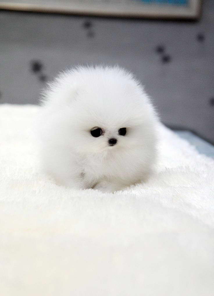 How Much Are The Pomeranian Puppies