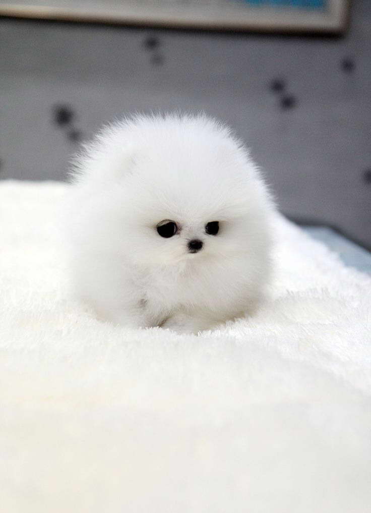 How Much Do Pomeranian Puppies Cost PETSIDI