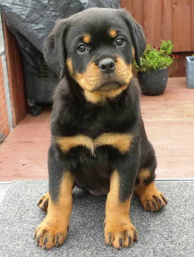 How Much Does A Baby Rottweiler Cost