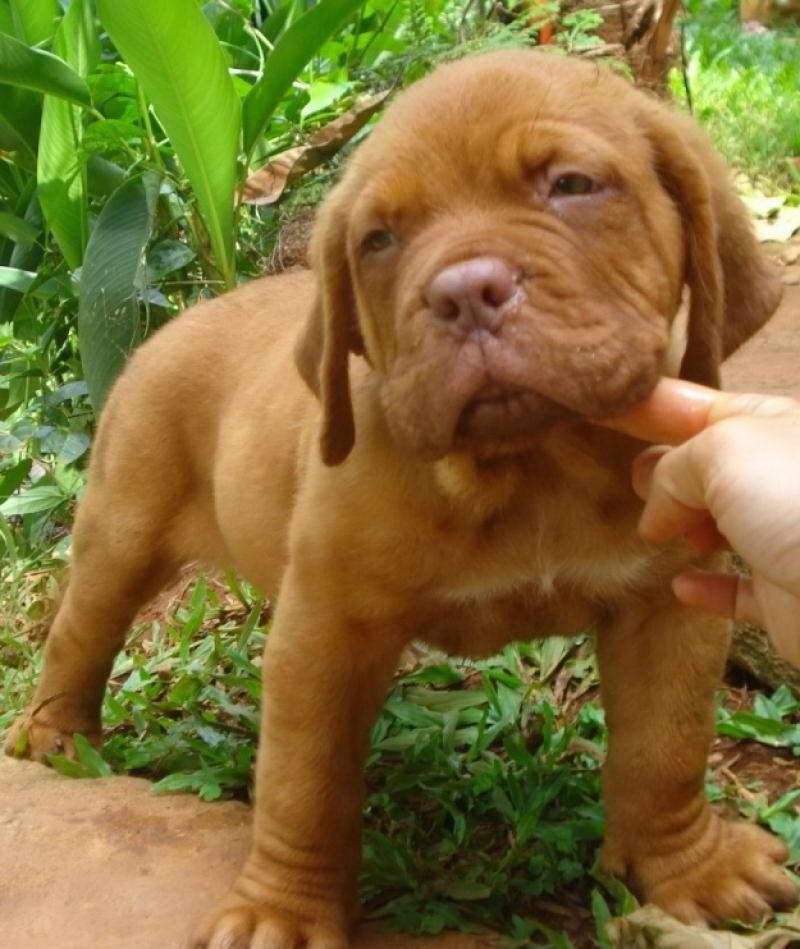 How Much Does A French Mastiff Cost
