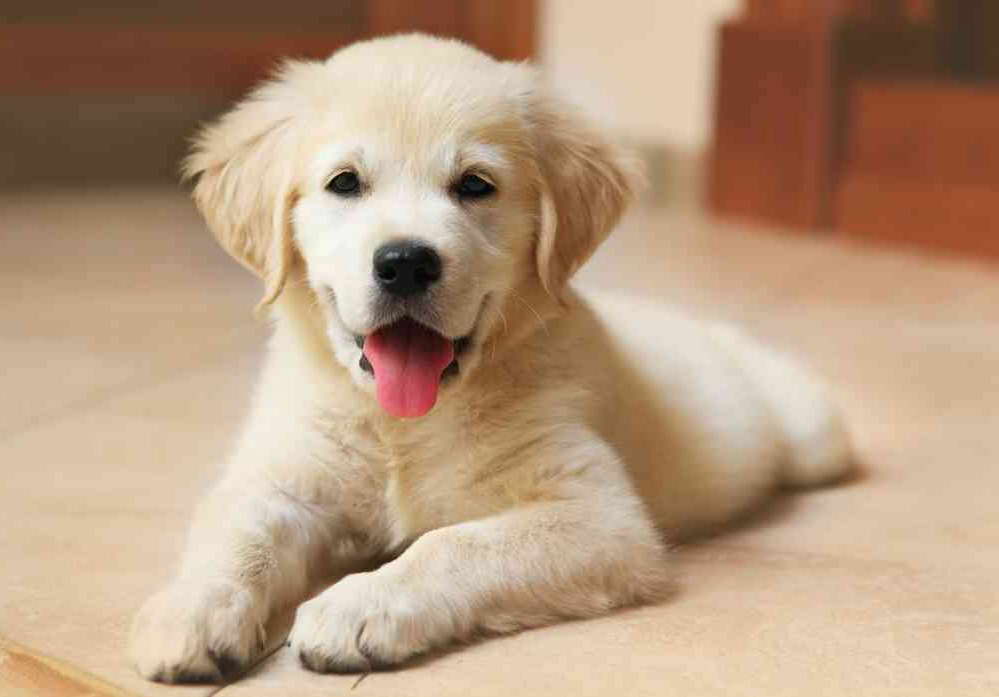 How Much Does A Labrador Puppy Cost