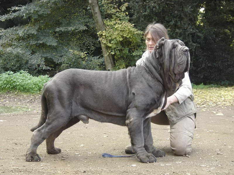 How Much Does A Neapolitan Mastiff Cost