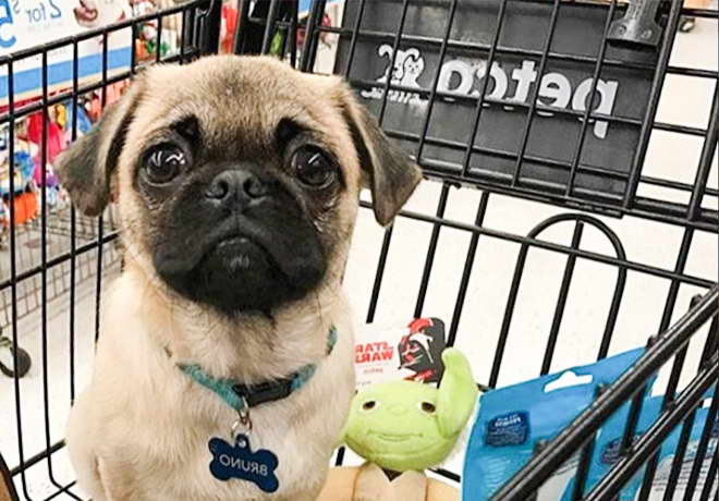 How Much Does A Pug Cost At Petco