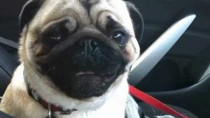 How Much Does A Pug Cost At Petsmart