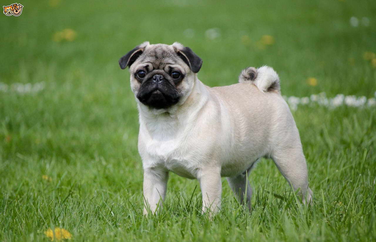 How Much Does A Pug Cost