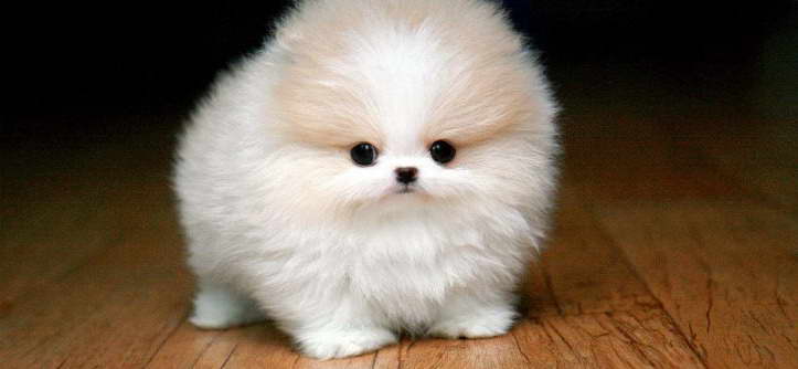 How Much Does A Teacup Pomeranian Cost