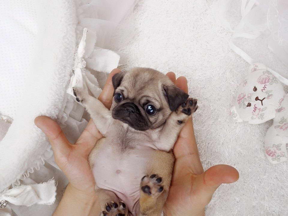 How Much Does A Teacup Pug Cost