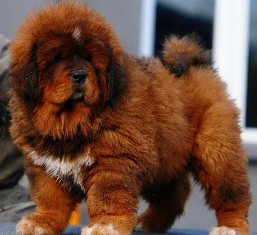 How Much Does A Tibetan Mastiff Cost