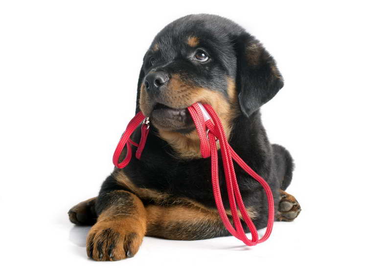 How Much Exercise Does A Rottweiler Need