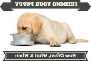 How Much Food Should I Feed My Labrador