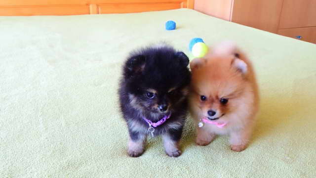 How Much For A Pomeranian Puppies