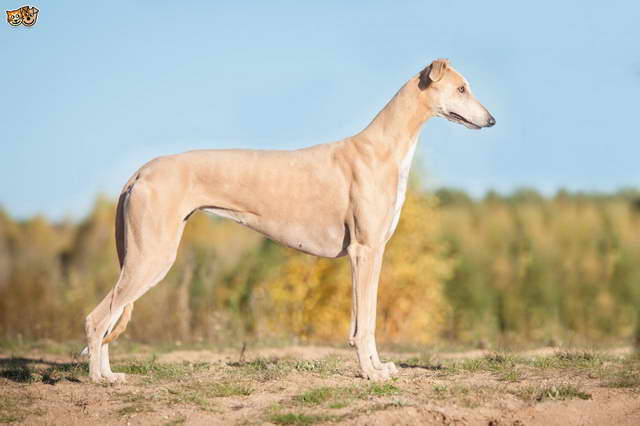 How Much Is A Greyhound Dog Resize